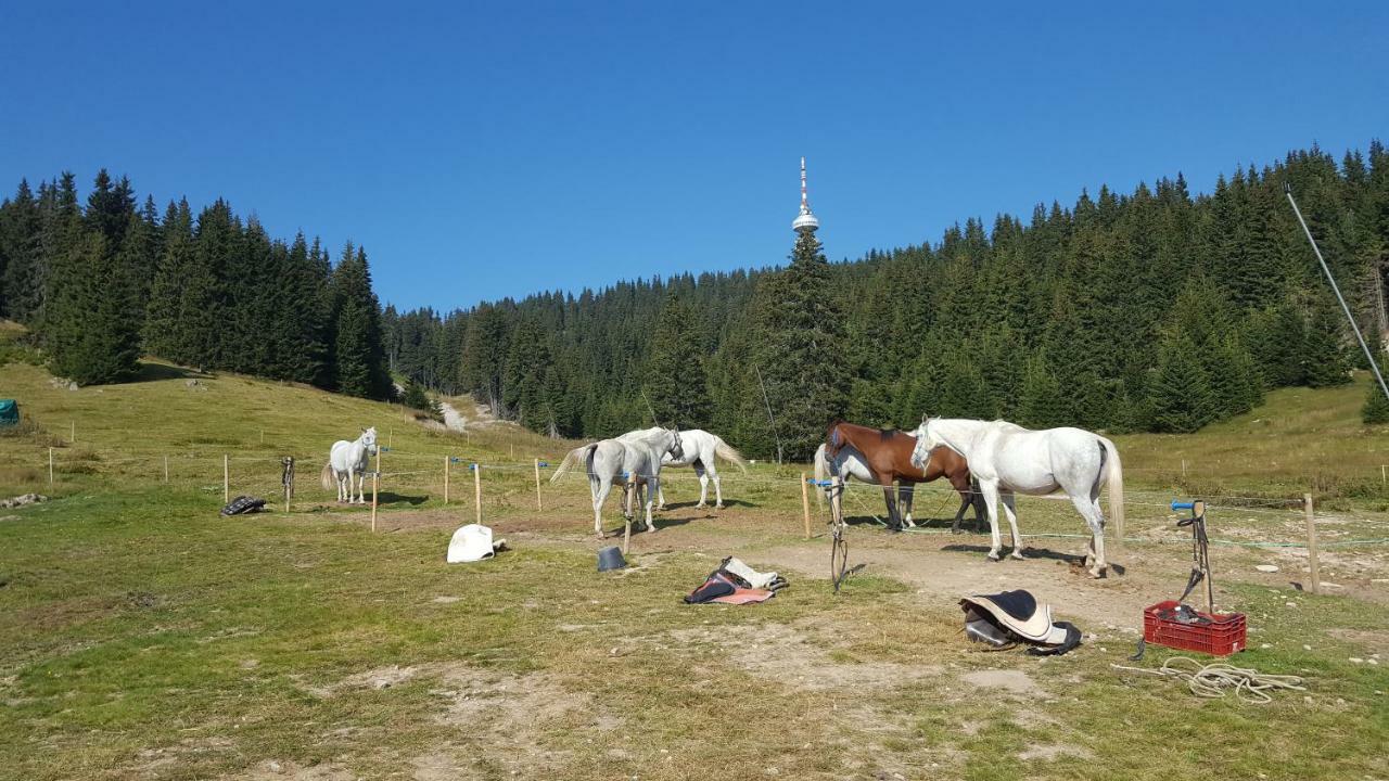 Papa Moose Pamporovo Lejlighed Eksteriør billede